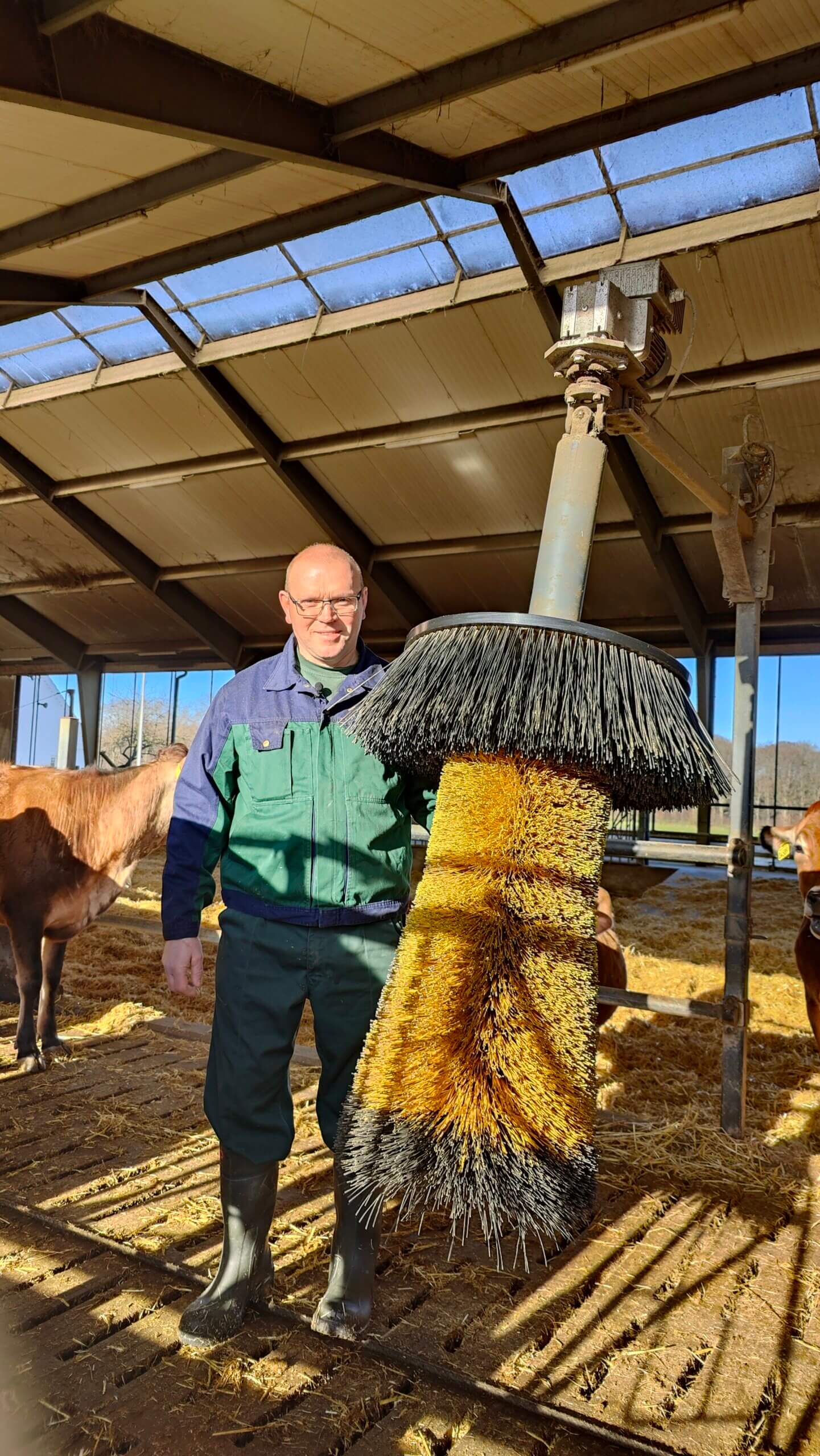Lovgivning om hold af kvæg satte skub i udviklingen kobørster
