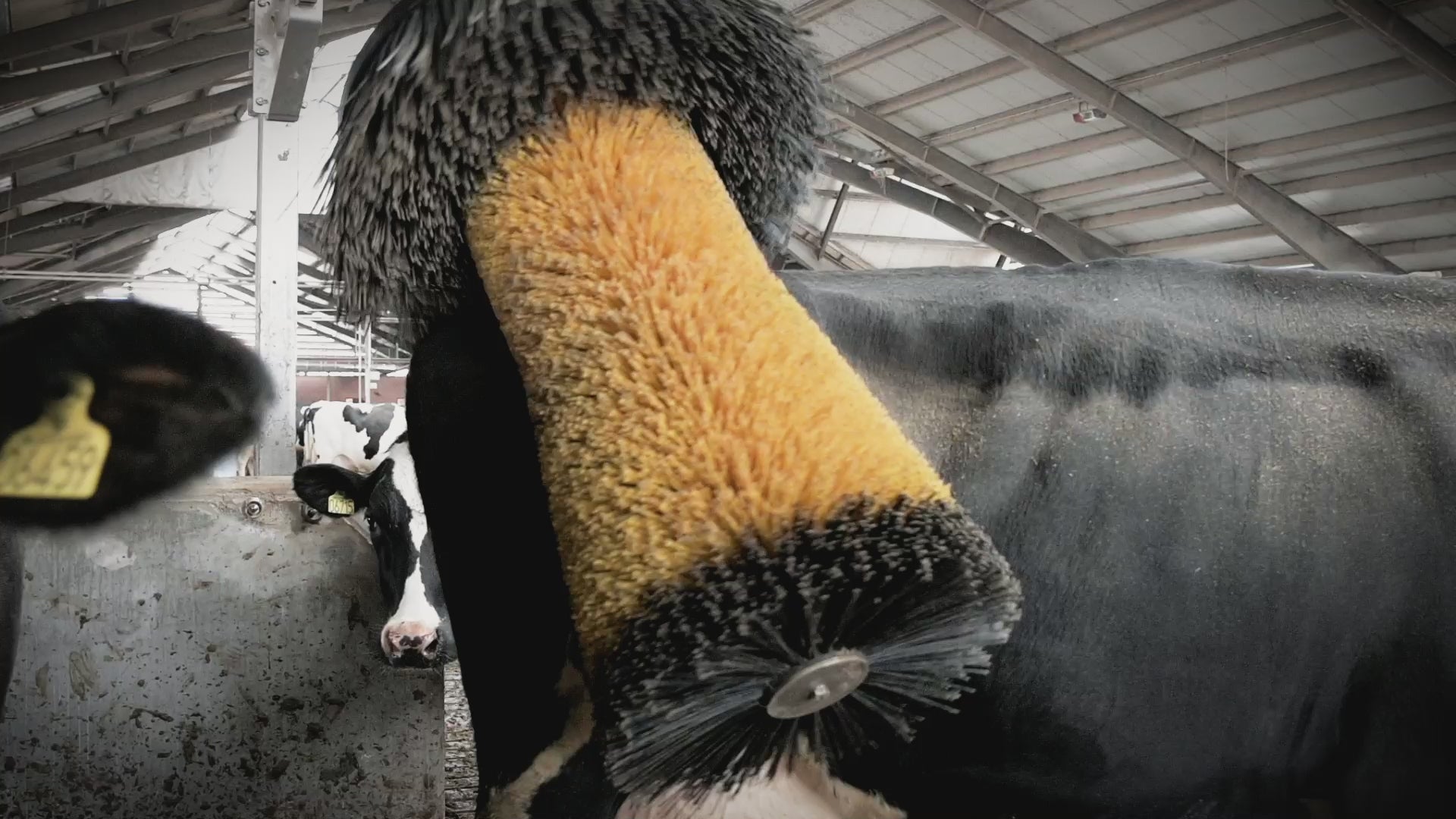 Load video: Kvia-Molly-Kobørste-Cow Brush-Kuhburste