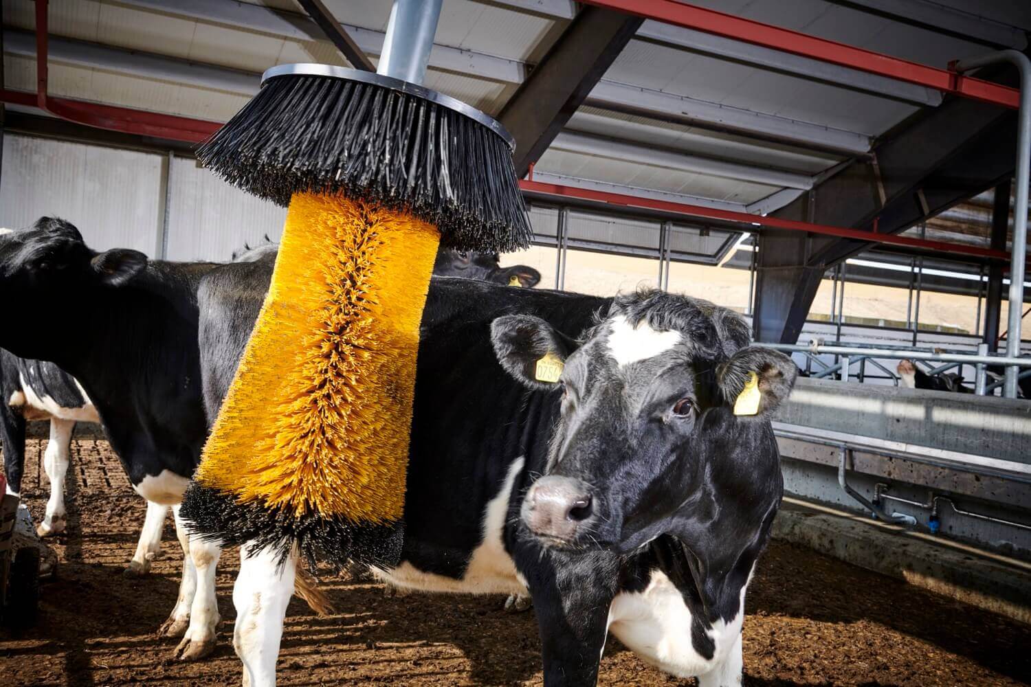 Kuhb rste Molly Die Ultimative Kuhb rste Mit Motor KVIA Kuhb rste Molly Die Ultimative Kuhb rste Mit Motor KVIA